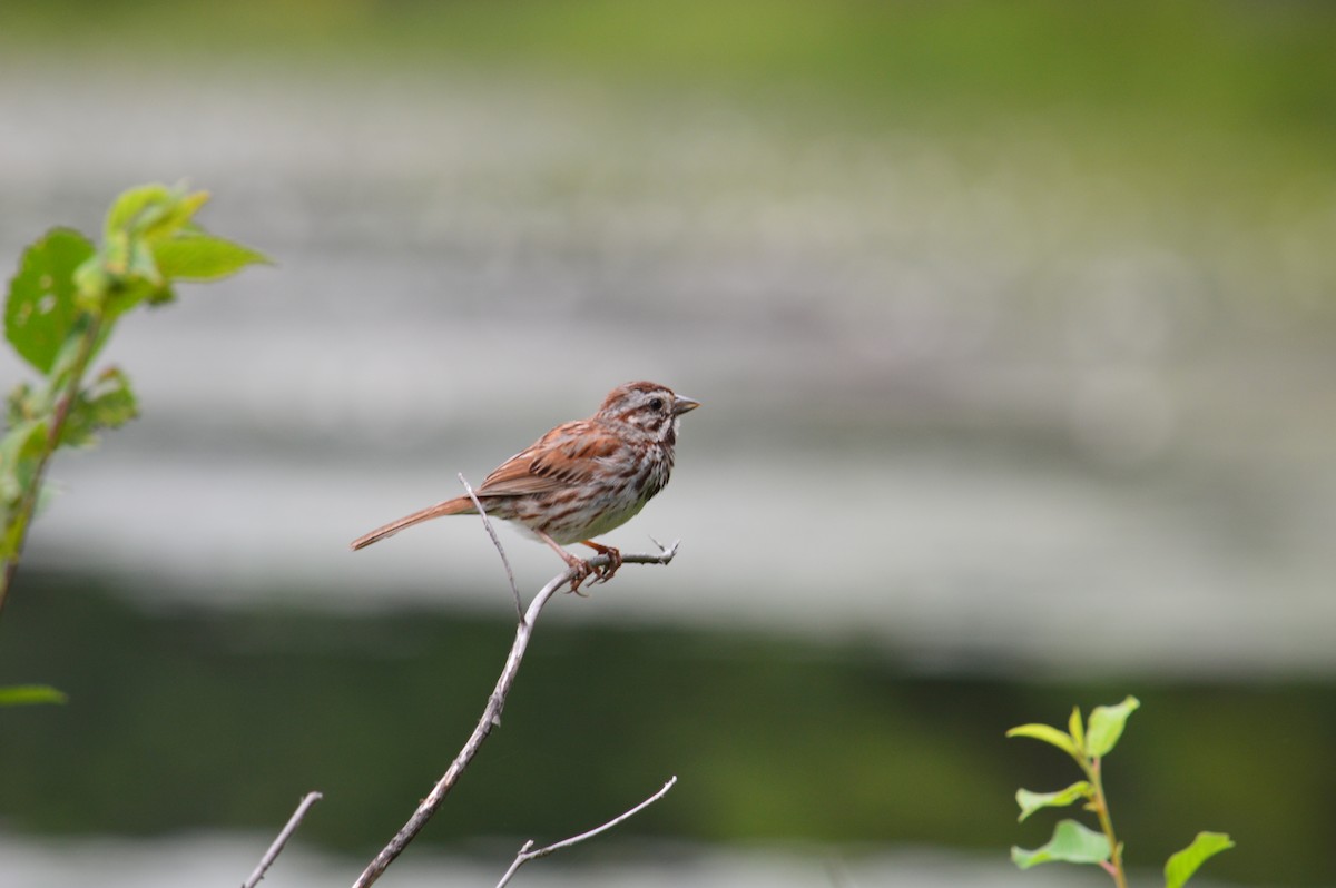 Song Sparrow - ML621859217