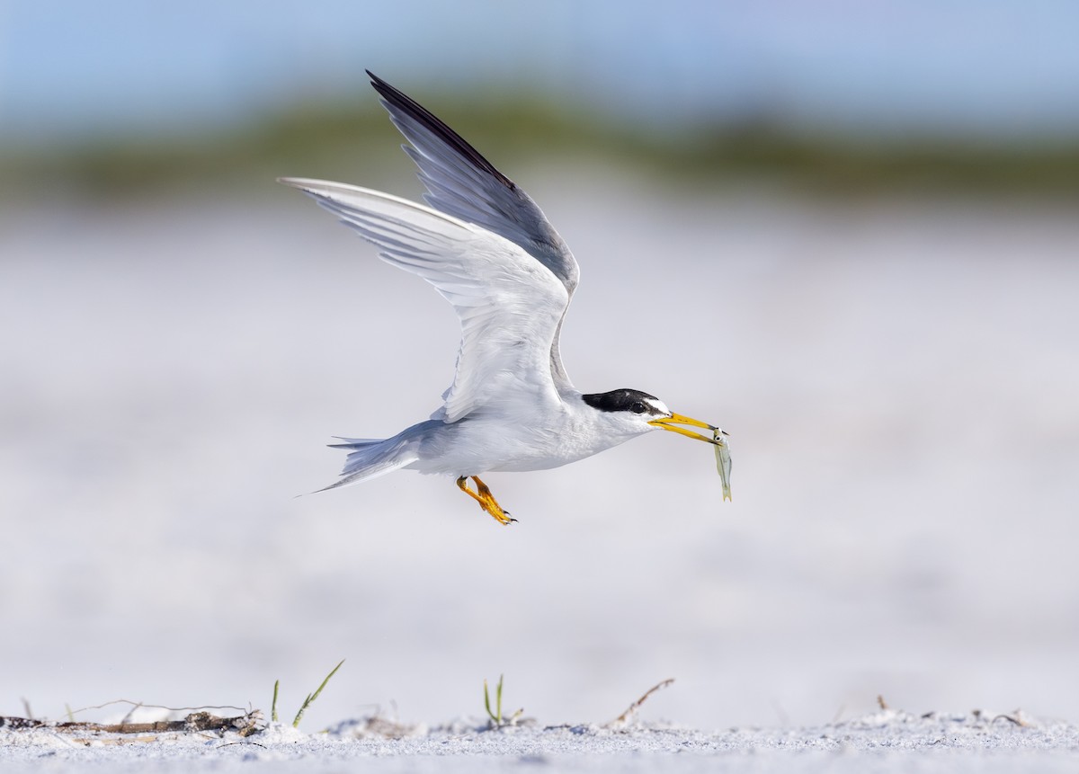 Least Tern - ML621859228