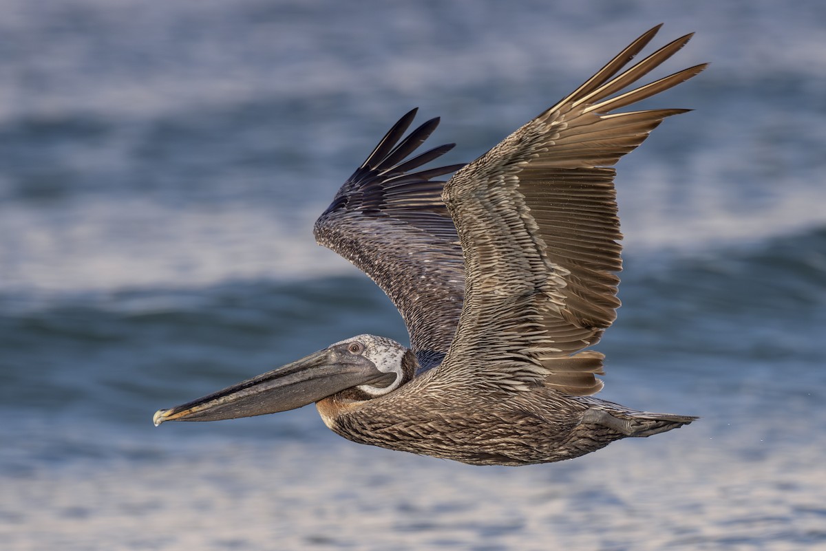 Brown Pelican - ML621859252