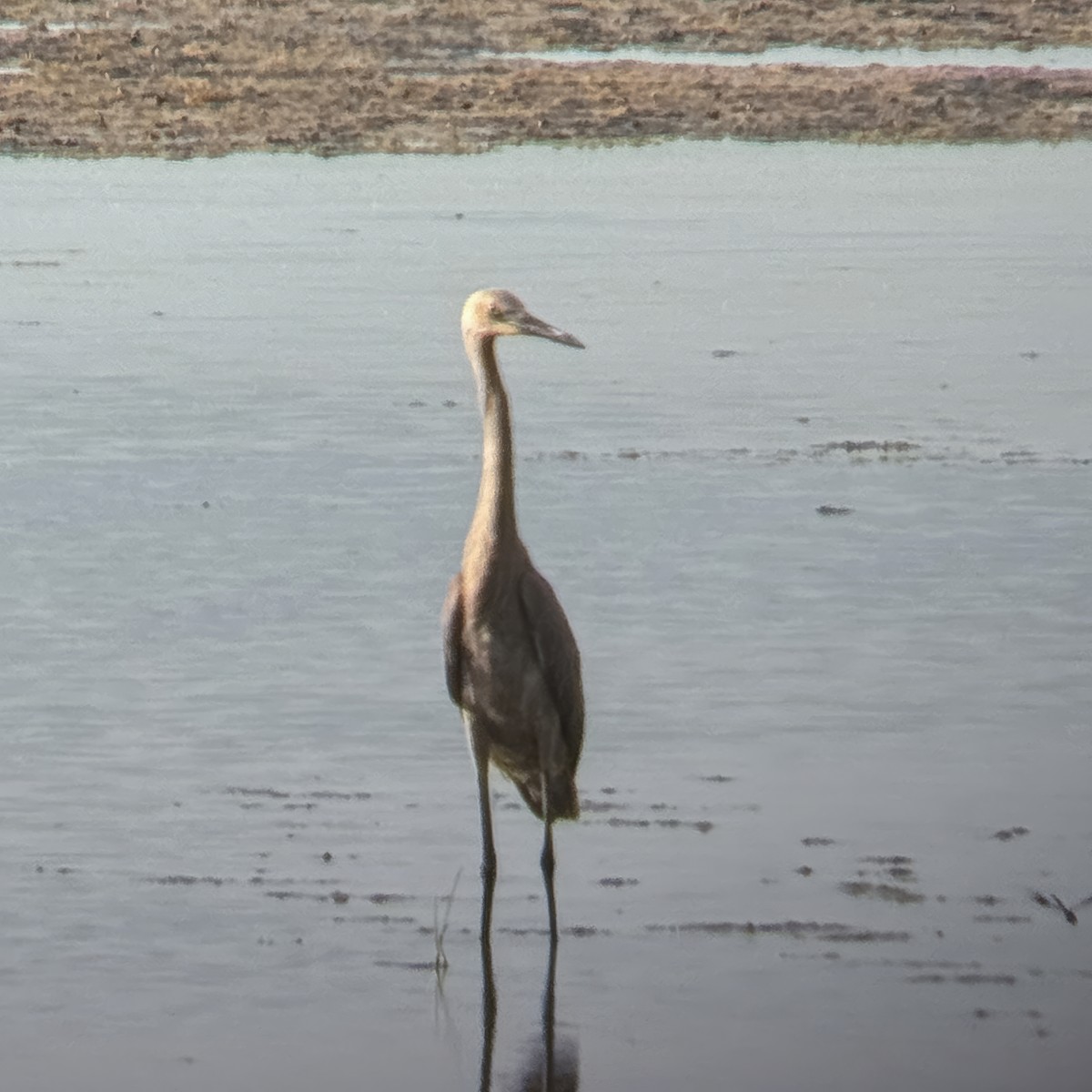 Reddish Egret - ML621859265