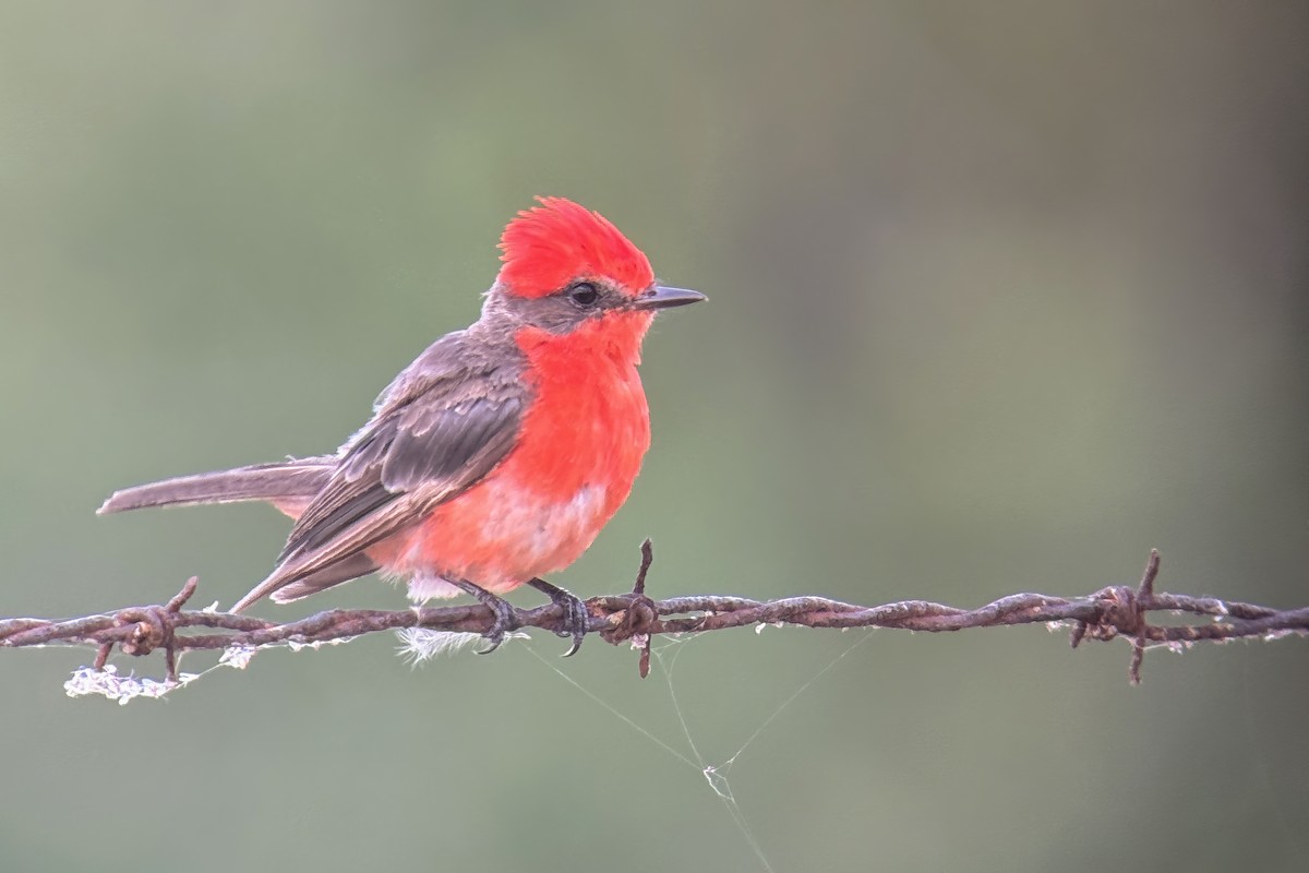 Vermilion Flycatcher - ML621859275