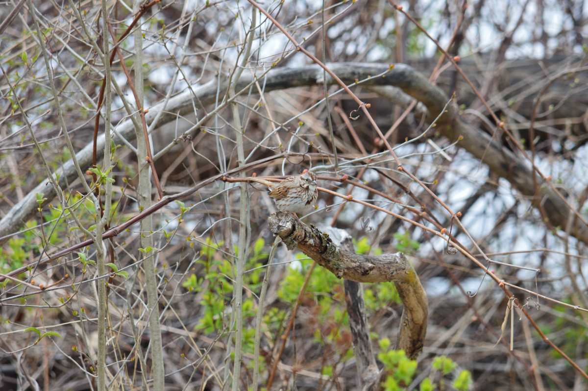 Song Sparrow - ML621859278