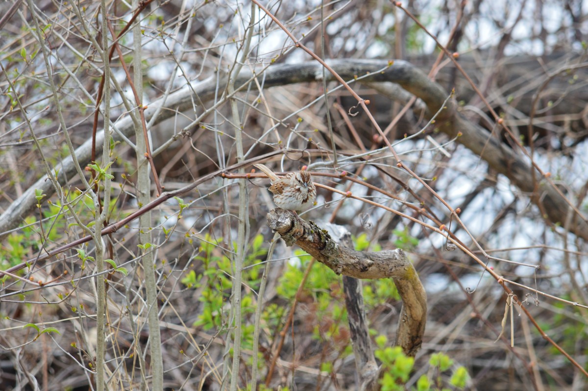 Song Sparrow - ML621859280