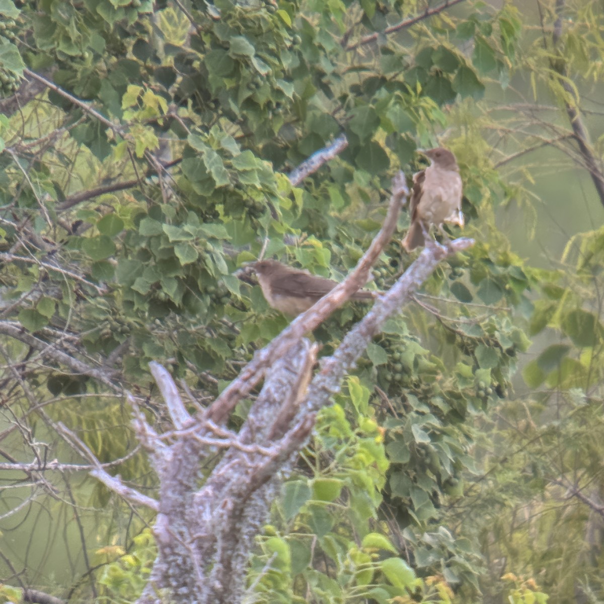 Clay-colored Thrush - ML621859282