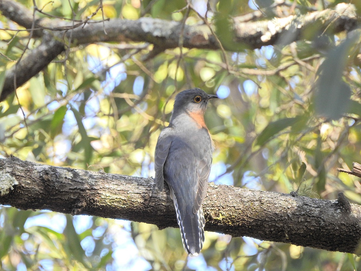 Fan-tailed Cuckoo - ML621859323