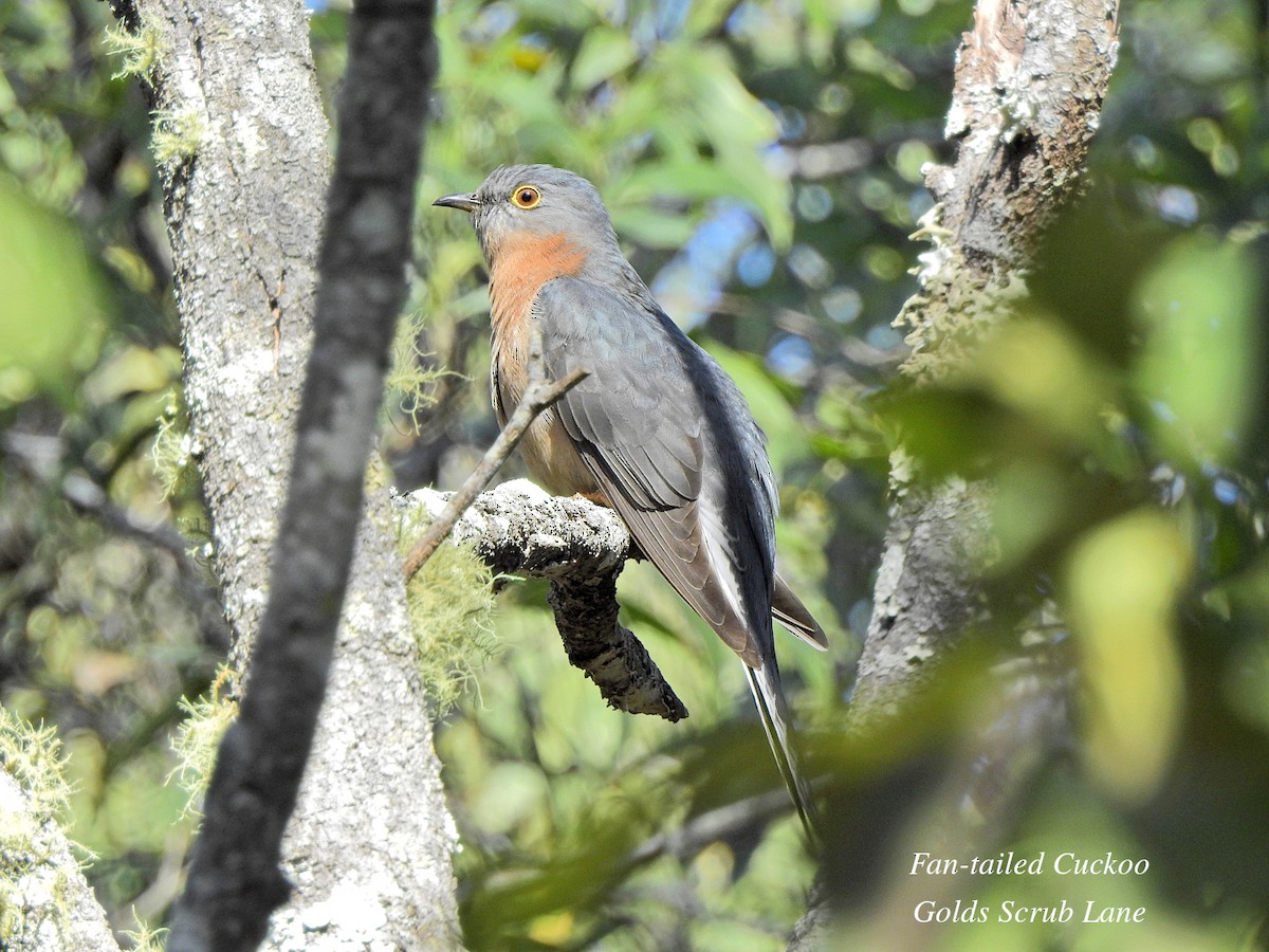 Fan-tailed Cuckoo - ML621859324