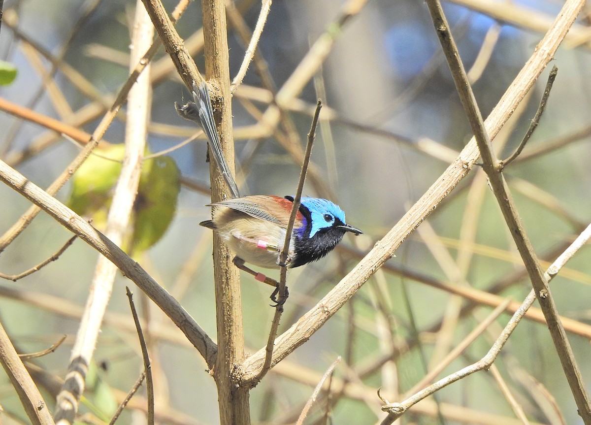 Variegated Fairywren - ML621859336