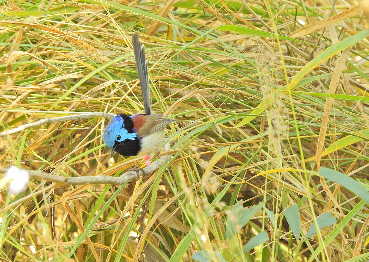 Variegated Fairywren - ML621859337