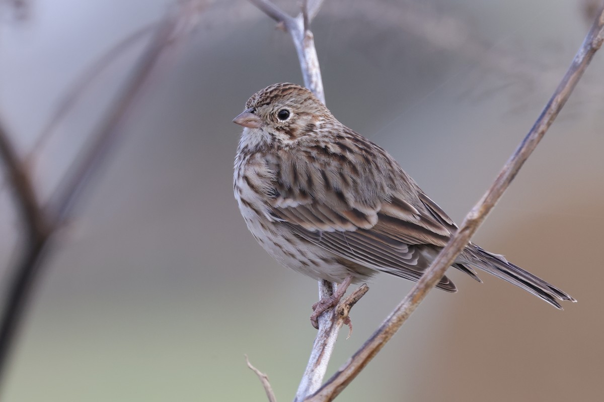 Vesper Sparrow - Tim Lenz