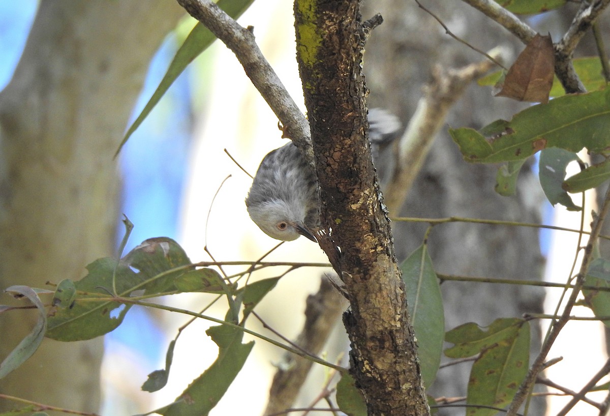 Varied Sittella - Marie Tarrant