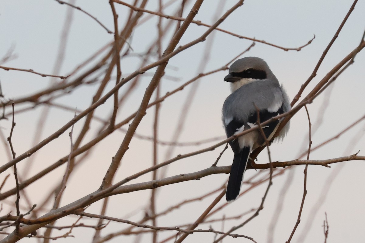 Loggerhead Shrike - ML621859384