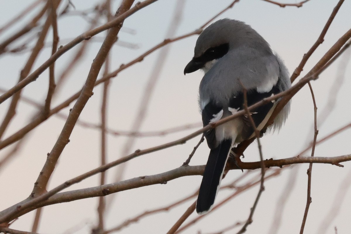 Loggerhead Shrike - ML621859403