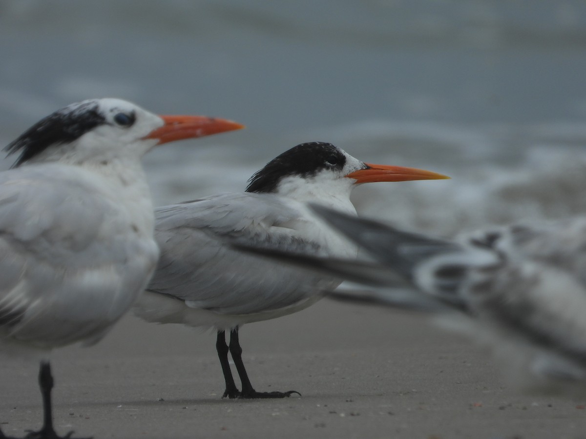 Elegant Tern - ML621859404