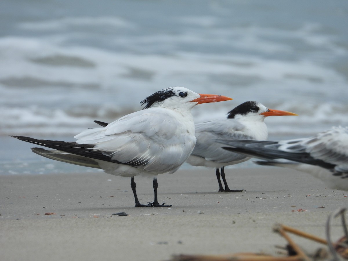Elegant Tern - ML621859406