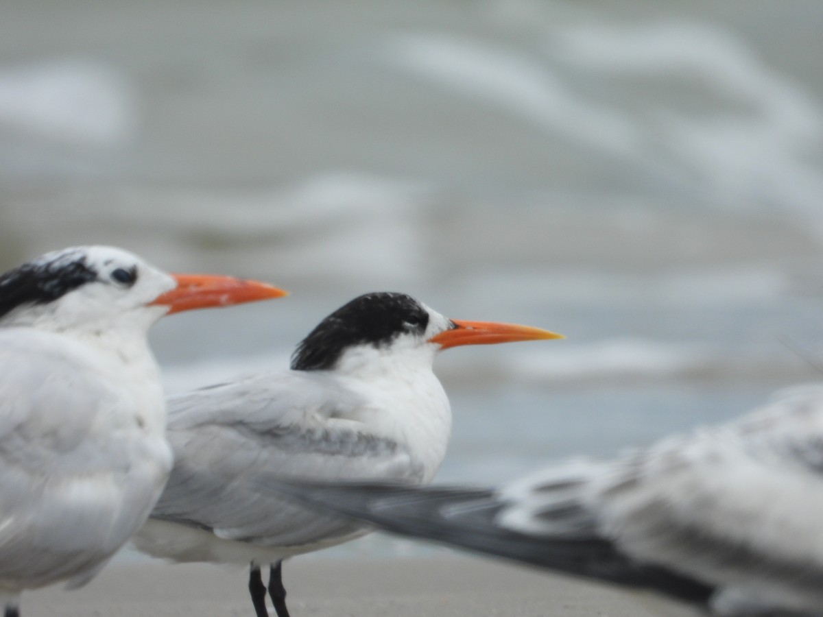 Elegant Tern - ML621859412