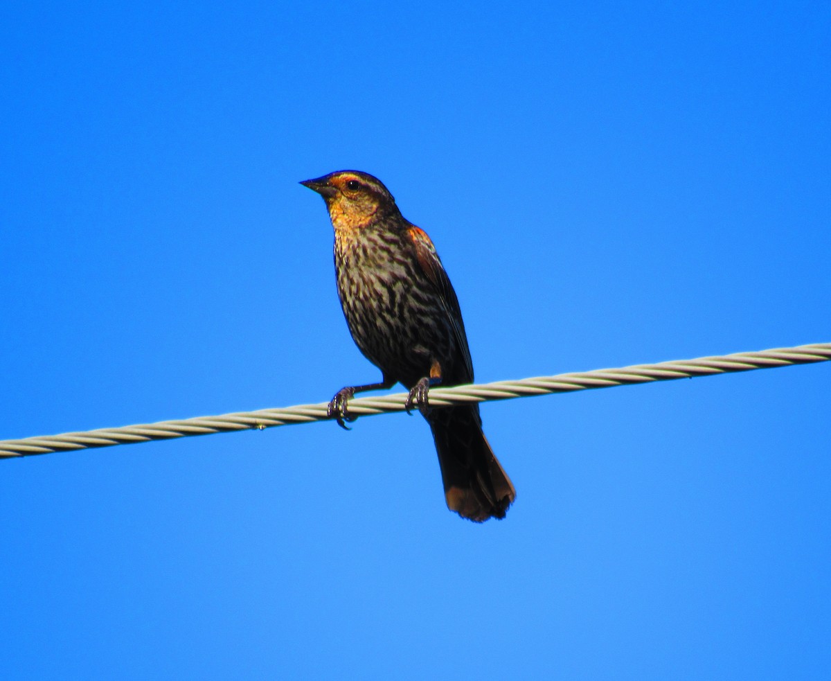 Red-winged Blackbird - ML621859415