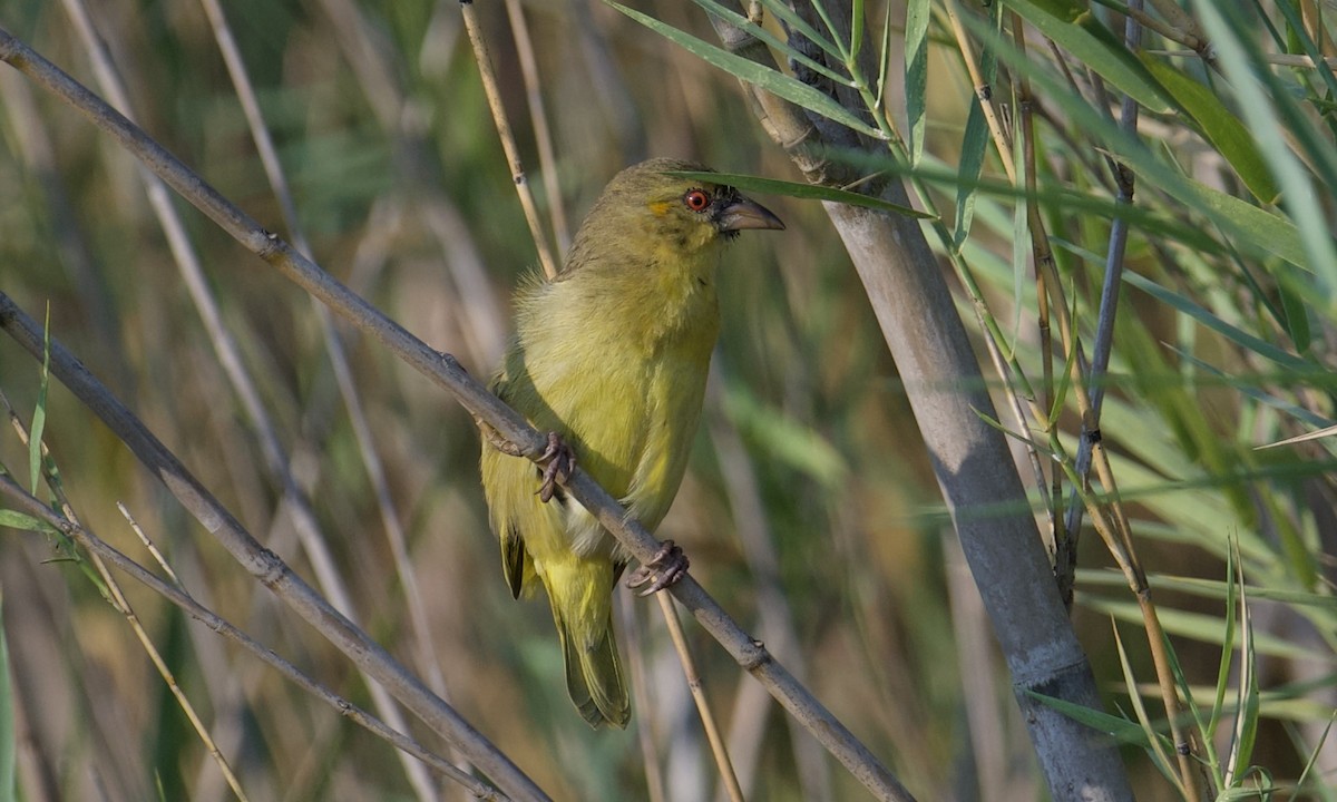 Katanga Masked-Weaver (Katanga) - ML621859421