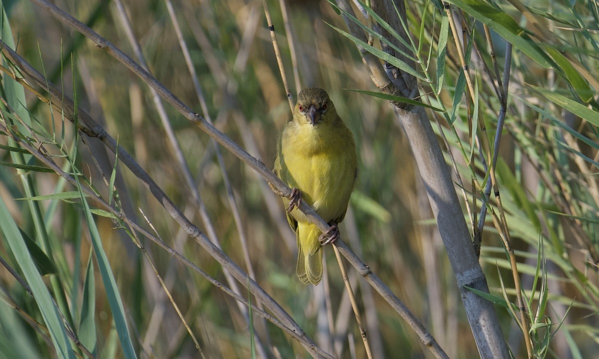 Katanga Masked-Weaver (Katanga) - Anonymous