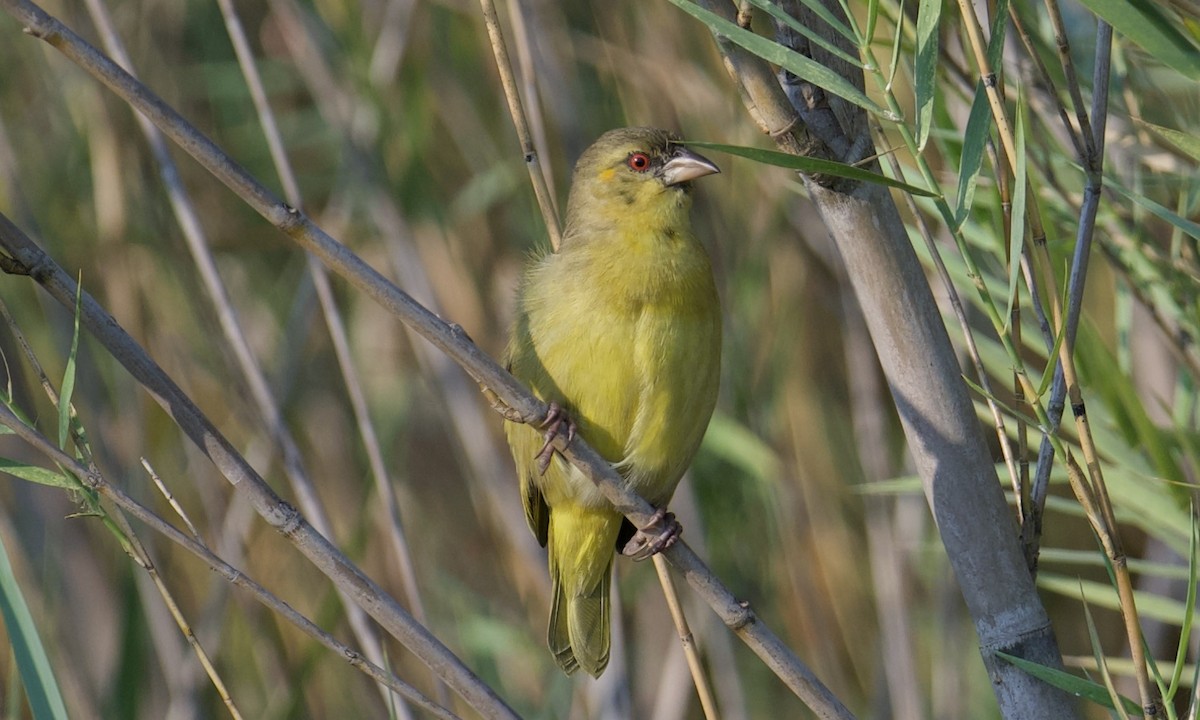 Katanga Masked-Weaver (Katanga) - Anonymous