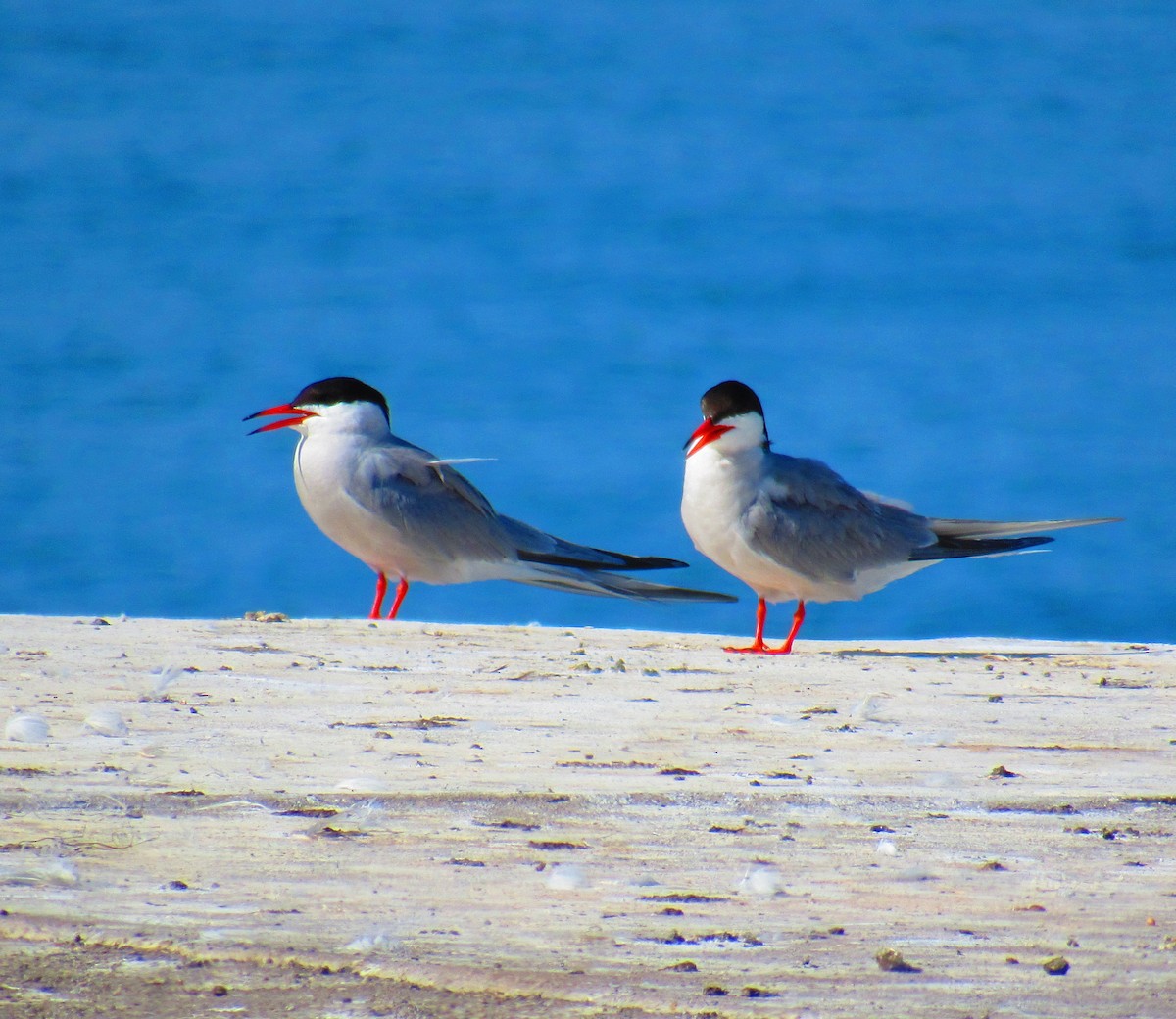 Common Tern - ML621859443