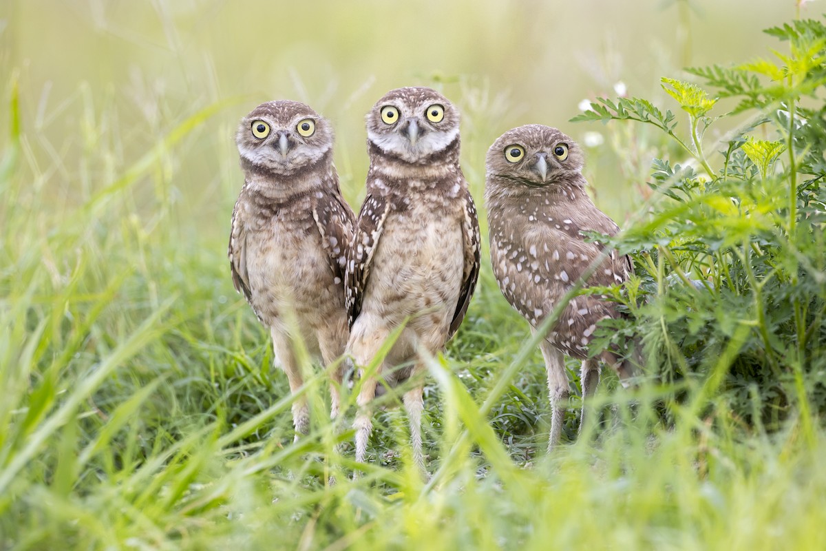 Burrowing Owl - ML621859465