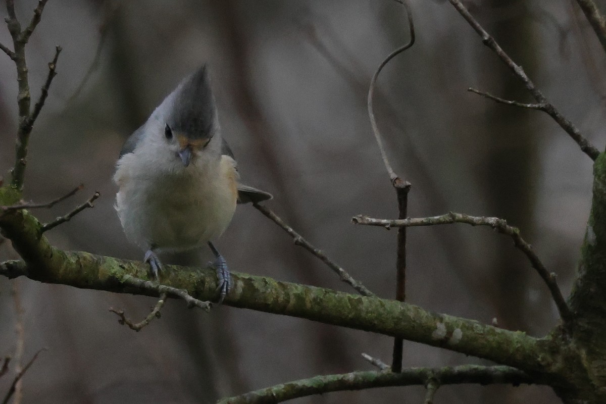 Tufted x Black-crested Titmouse (hybrid) - ML621859496