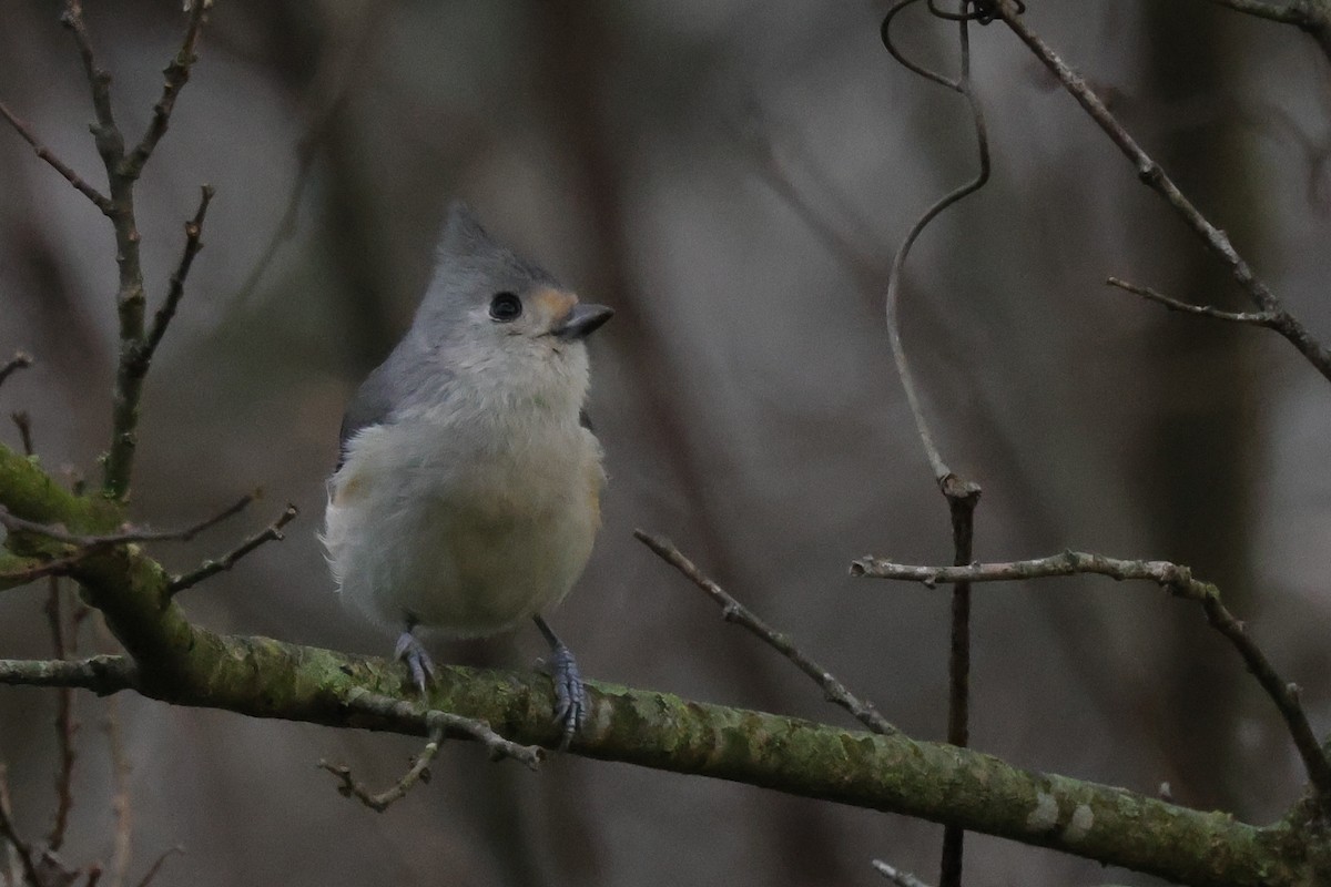 Tufted x Black-crested Titmouse (hybrid) - ML621859512