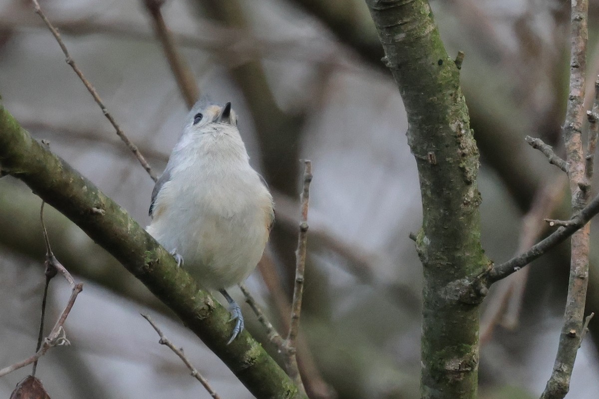 Tufted x Black-crested Titmouse (hybrid) - ML621859519