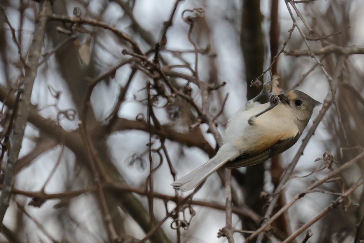 Tufted x Black-crested Titmouse (hybrid) - ML621859544