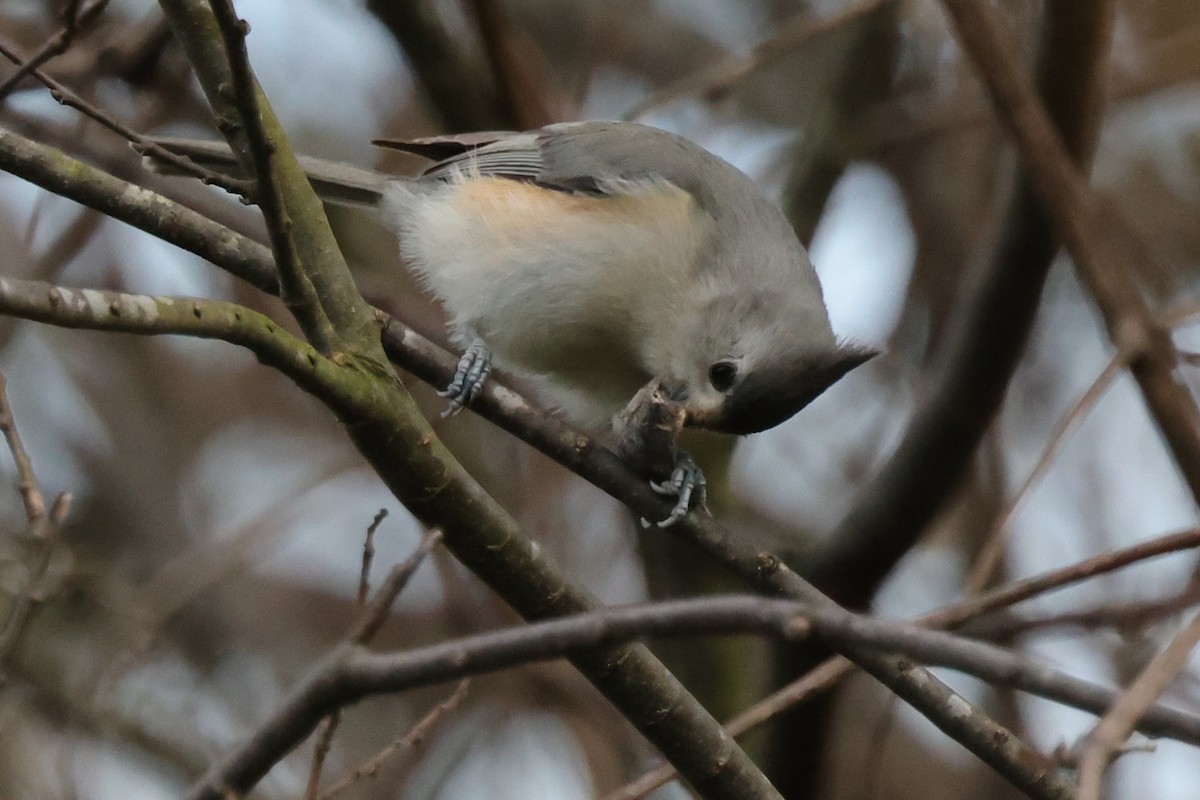 Tufted x Black-crested Titmouse (hybrid) - ML621859547