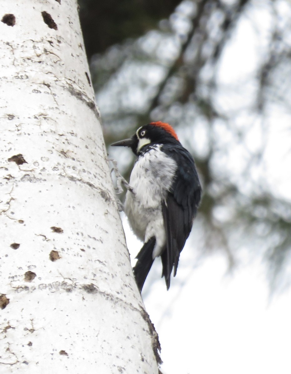 Acorn Woodpecker - ML621859558