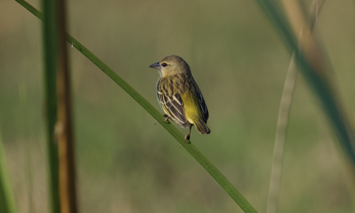 Katanga Masked-Weaver (Katanga) - ML621859564