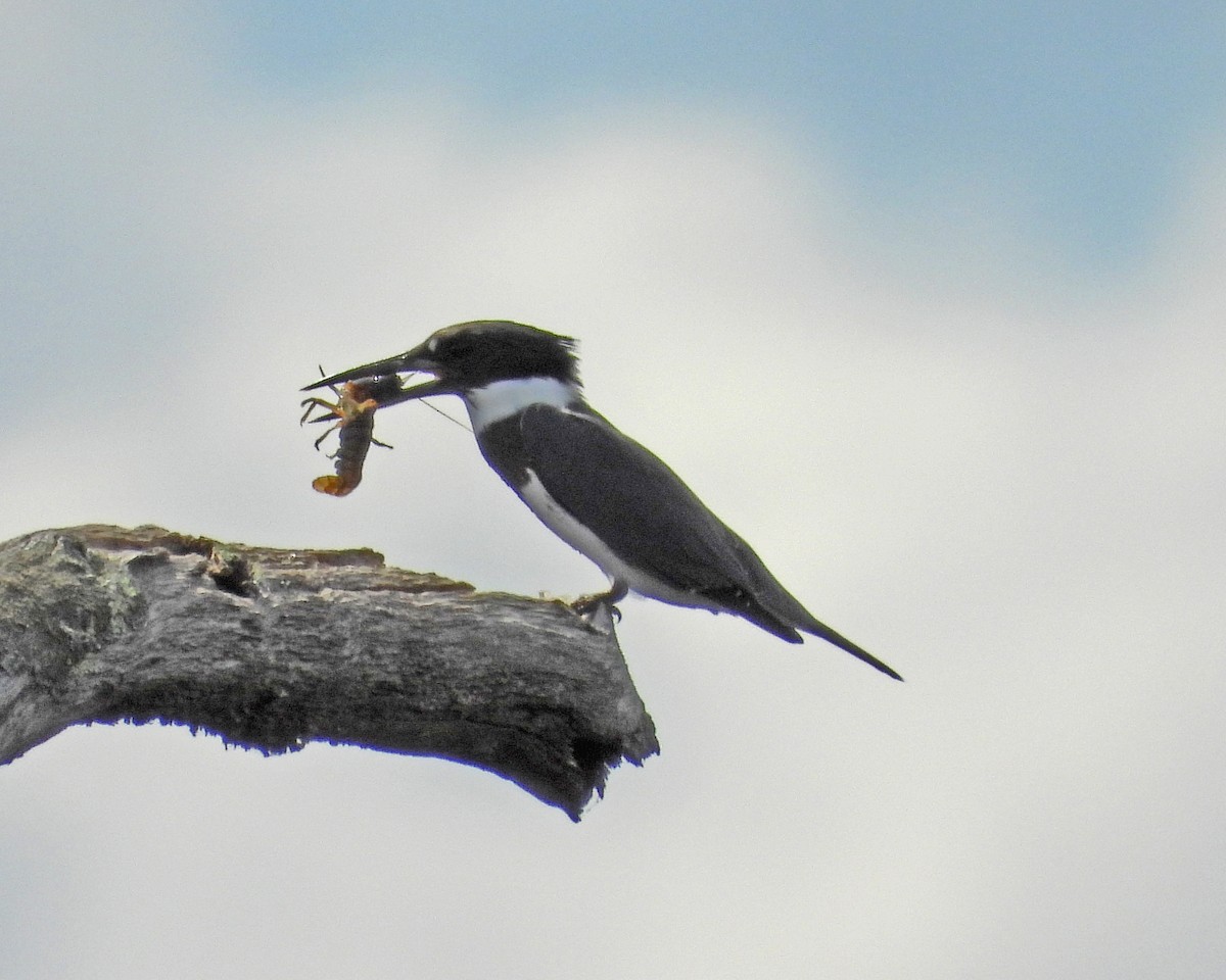 Belted Kingfisher - Aubrey Merrill