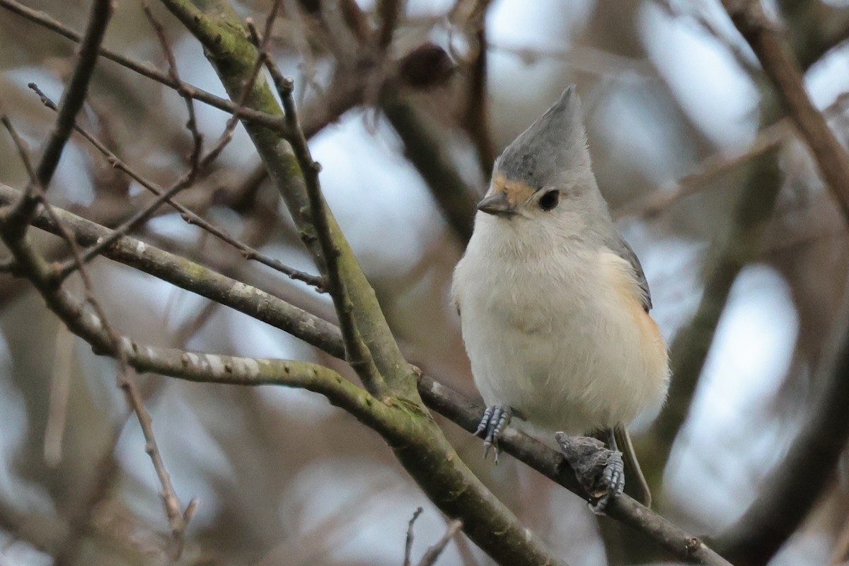 Tufted x Black-crested Titmouse (hybrid) - ML621859576