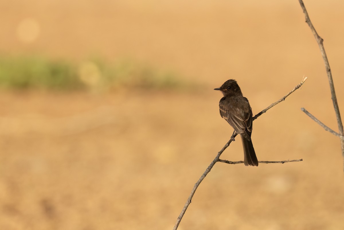 Black Phoebe (Northern) - ML621859606