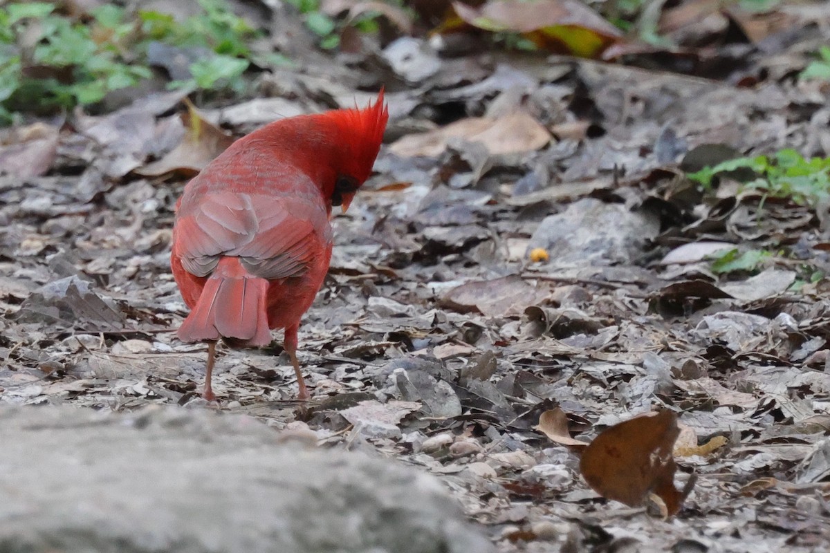 Northern Cardinal - ML621859615