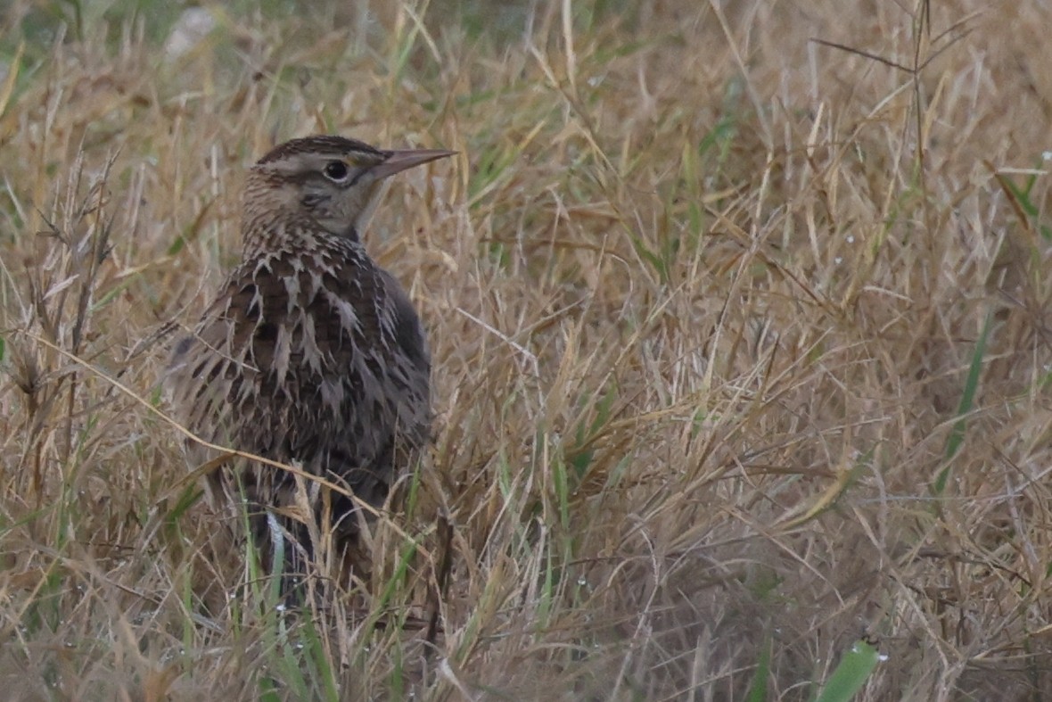 Western Meadowlark - ML621859643