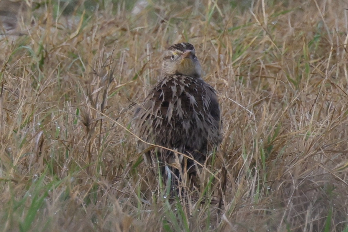 Western Meadowlark - ML621859654