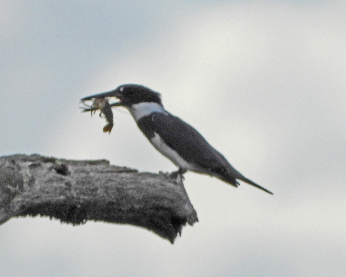 Belted Kingfisher - Aubrey Merrill