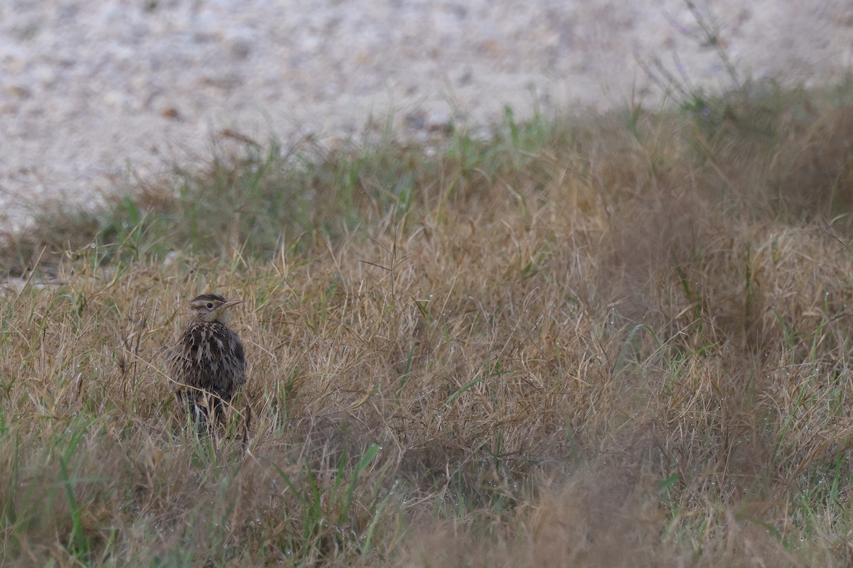 Western Meadowlark - ML621859662