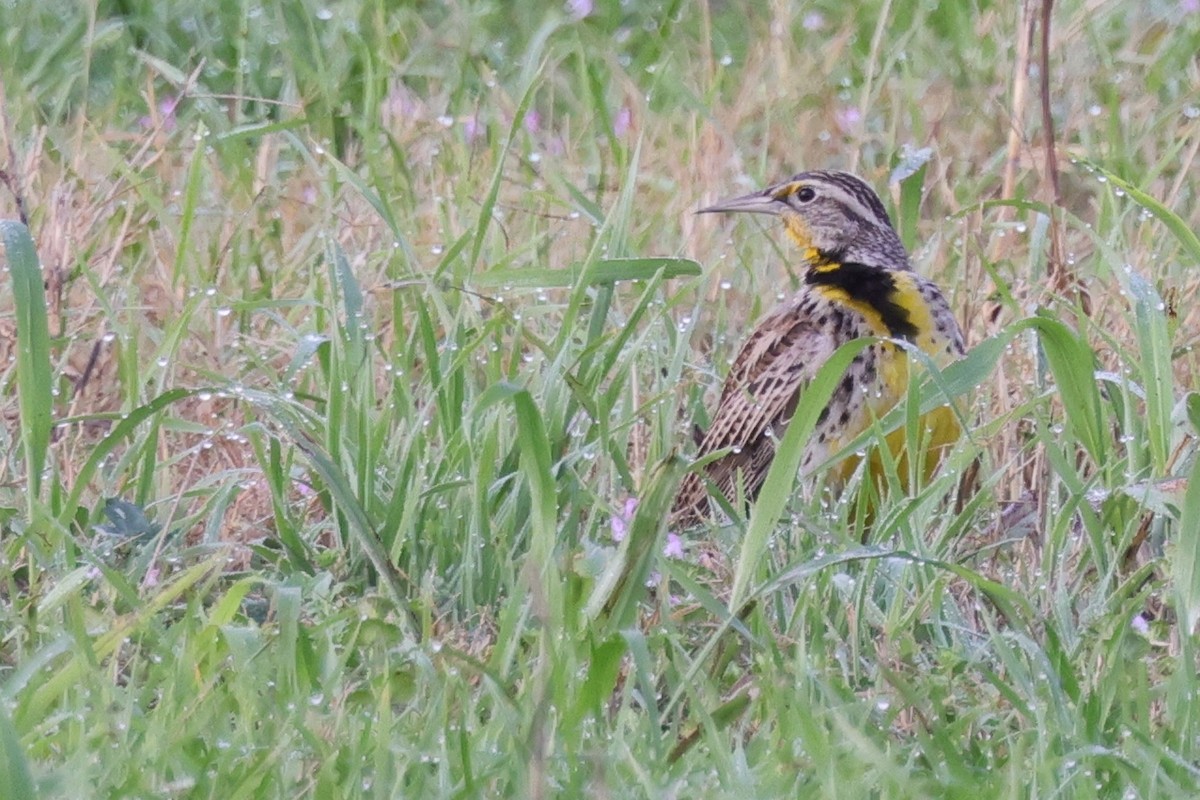 Western Meadowlark - ML621859684