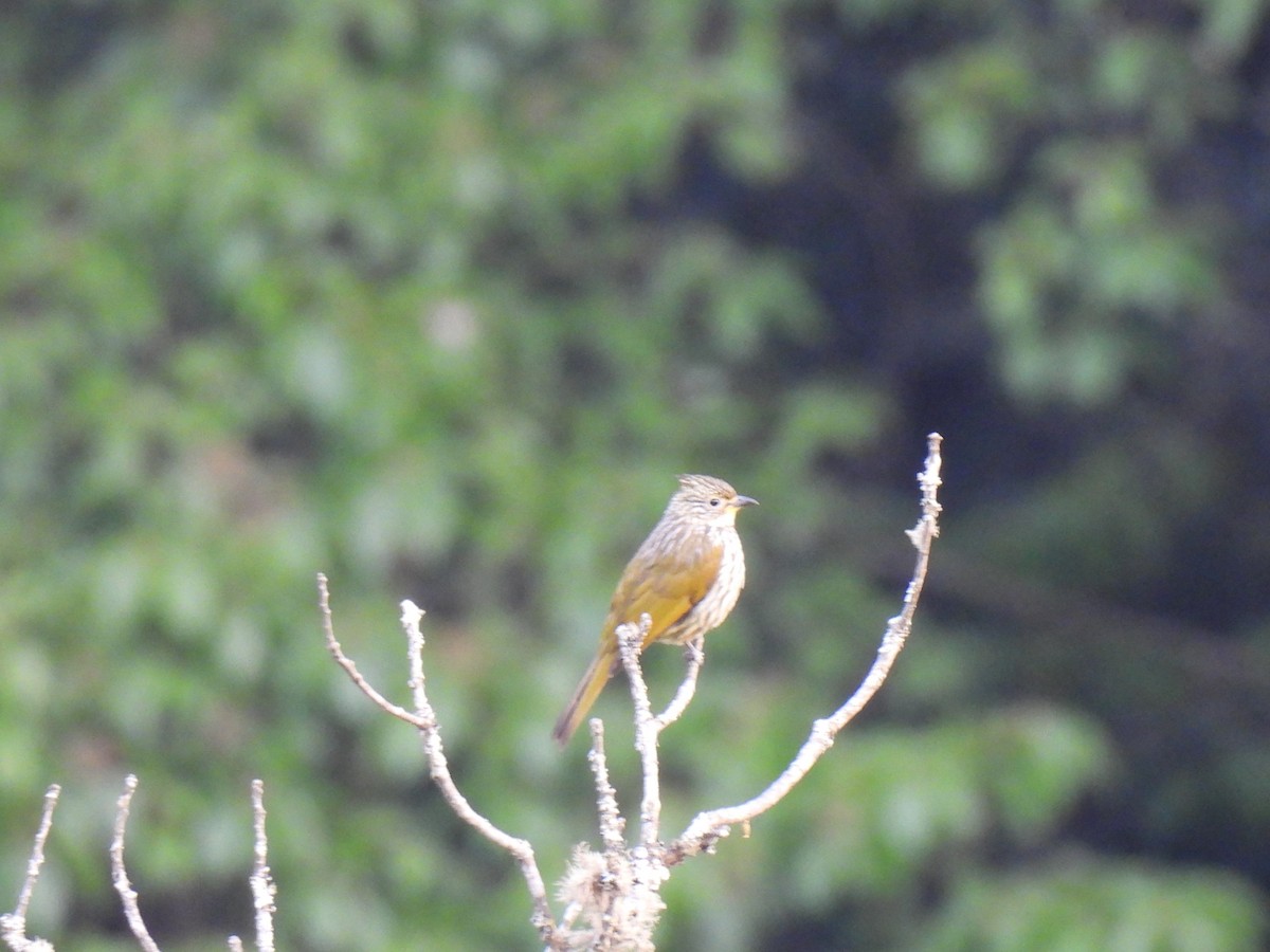 Striated Bulbul - ML621859697