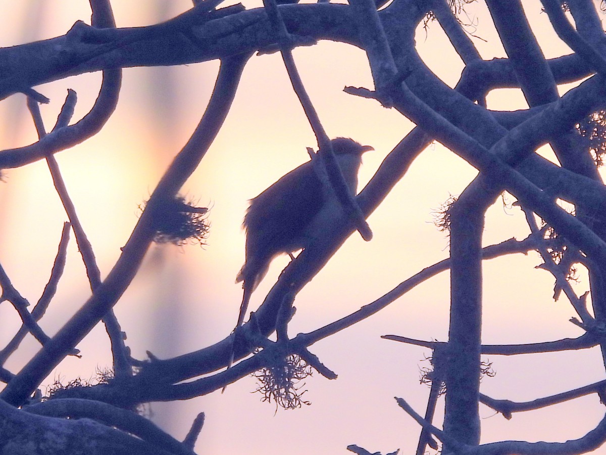 Dark-billed Cuckoo - ML621859708