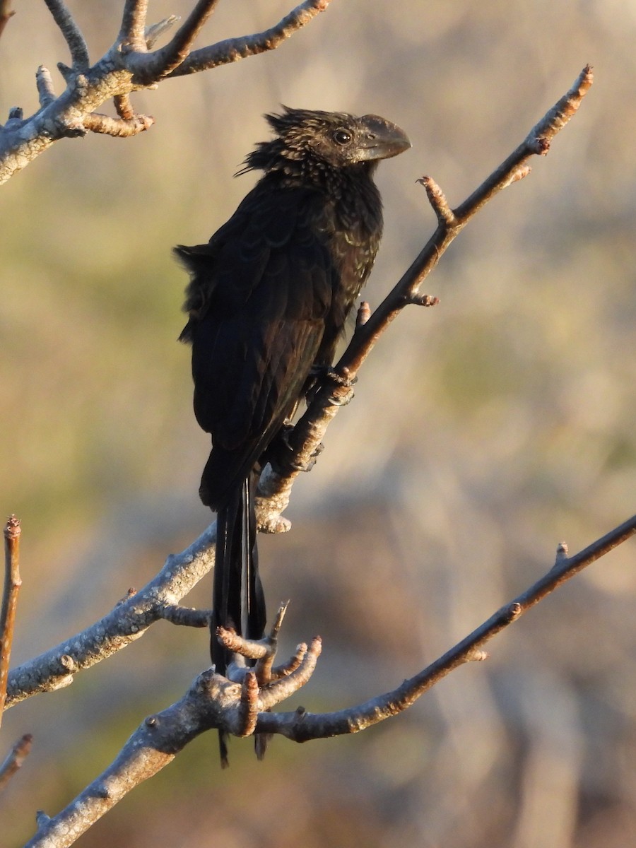 Smooth-billed Ani - ML621859721