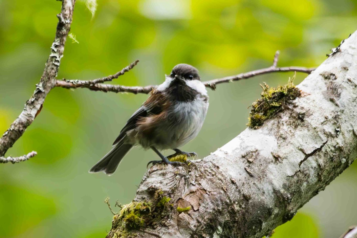 Chestnut-backed Chickadee - ML621859722