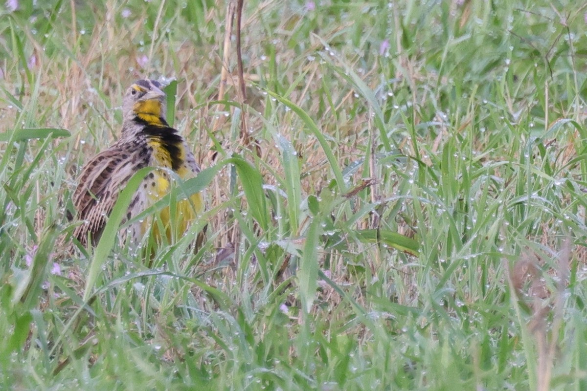 Western Meadowlark - ML621859723