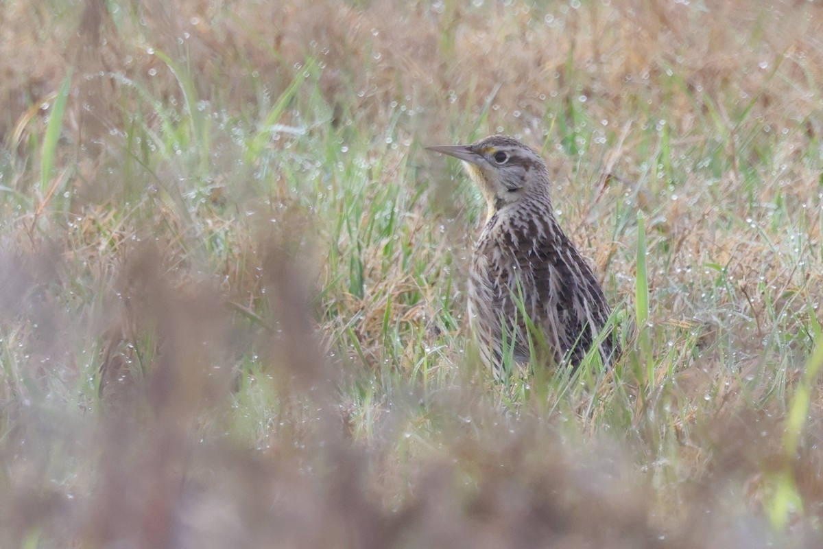 Western Meadowlark - ML621859735