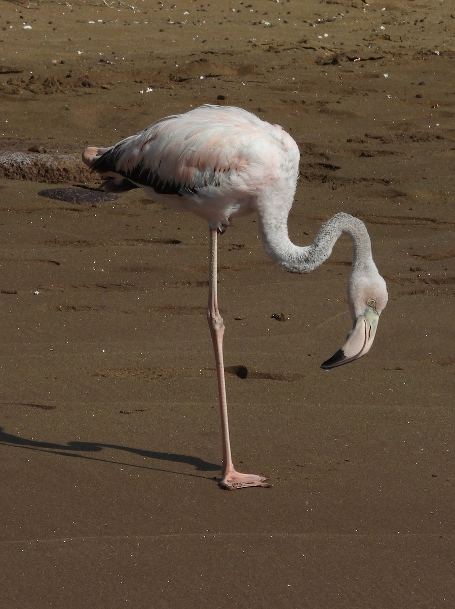 American Flamingo - ML621859760