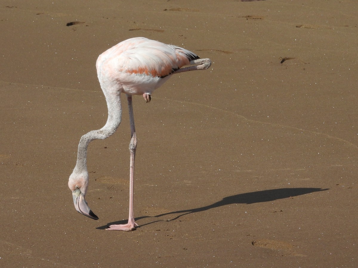 American Flamingo - ML621859761