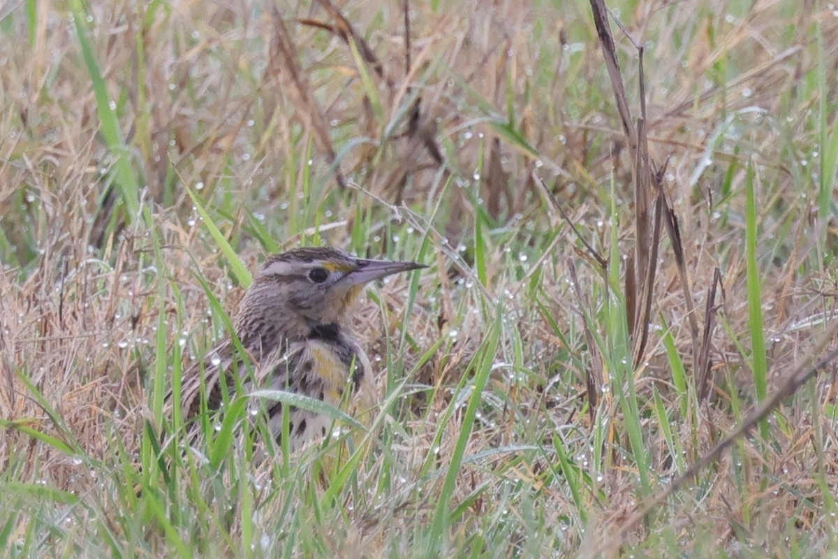 Western Meadowlark - ML621859779